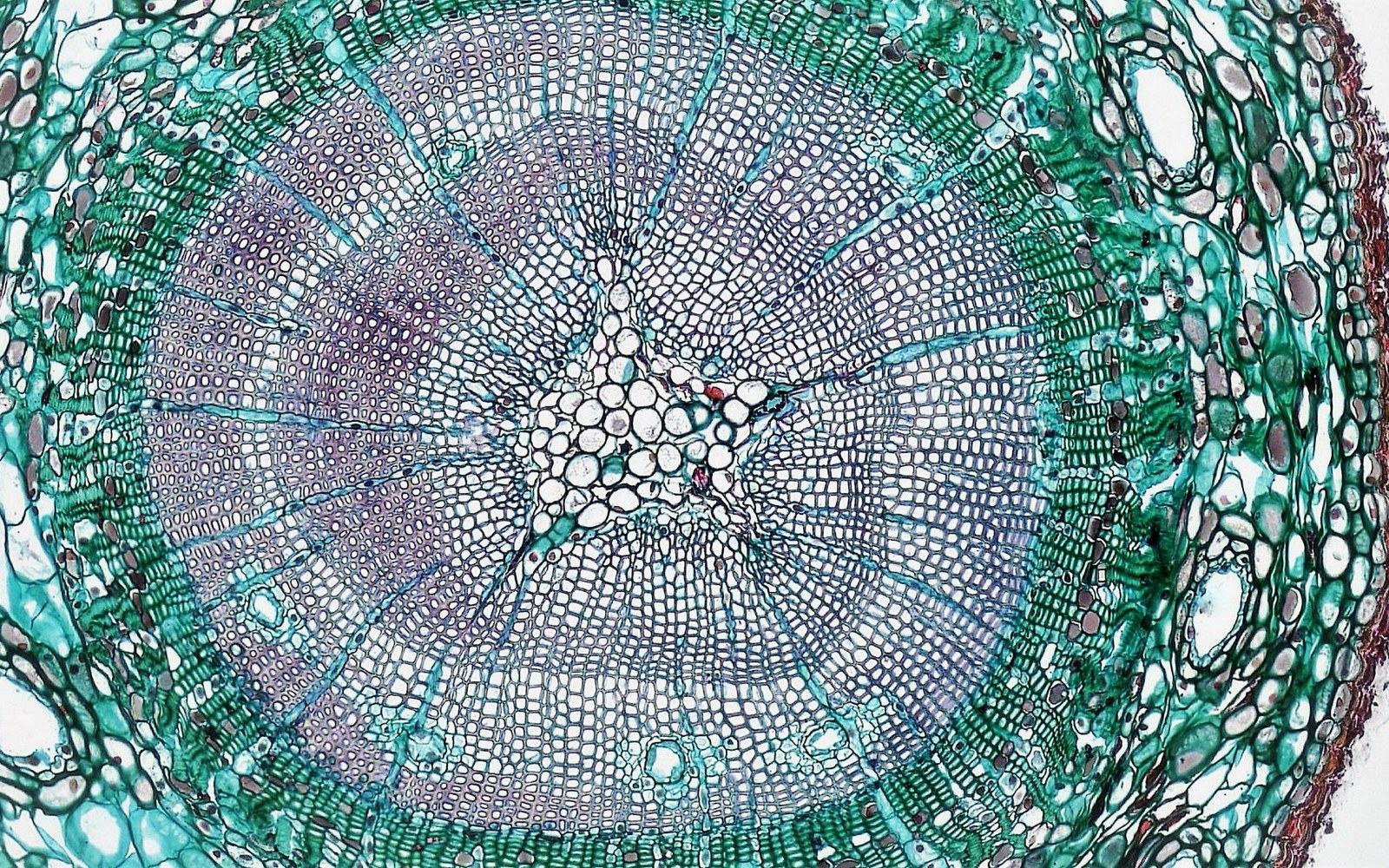 Cross-section of a plant stem showing radial cell structure under a microscope