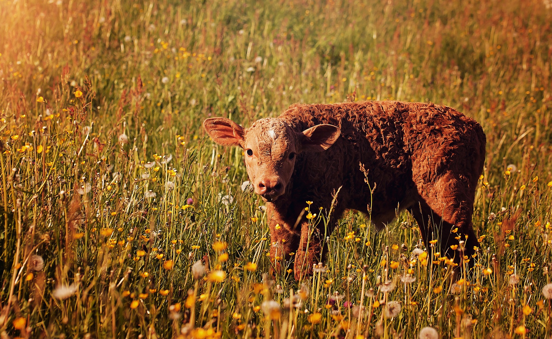 Best Canon Lenses for Wildlife Photography - Pentax Tech